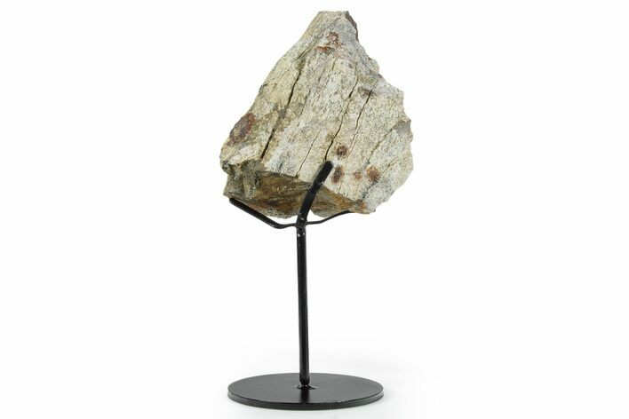 Fossil Triceratops Femur Section w/ Metal Stand - South Dakota #350625